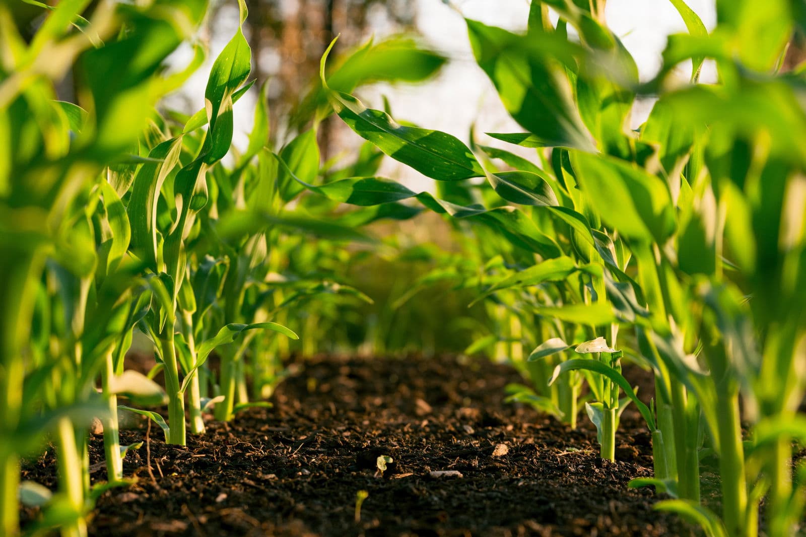 Webinar: Financing Sustainable Agriculture at scale, ensuring food security and soil regeneration