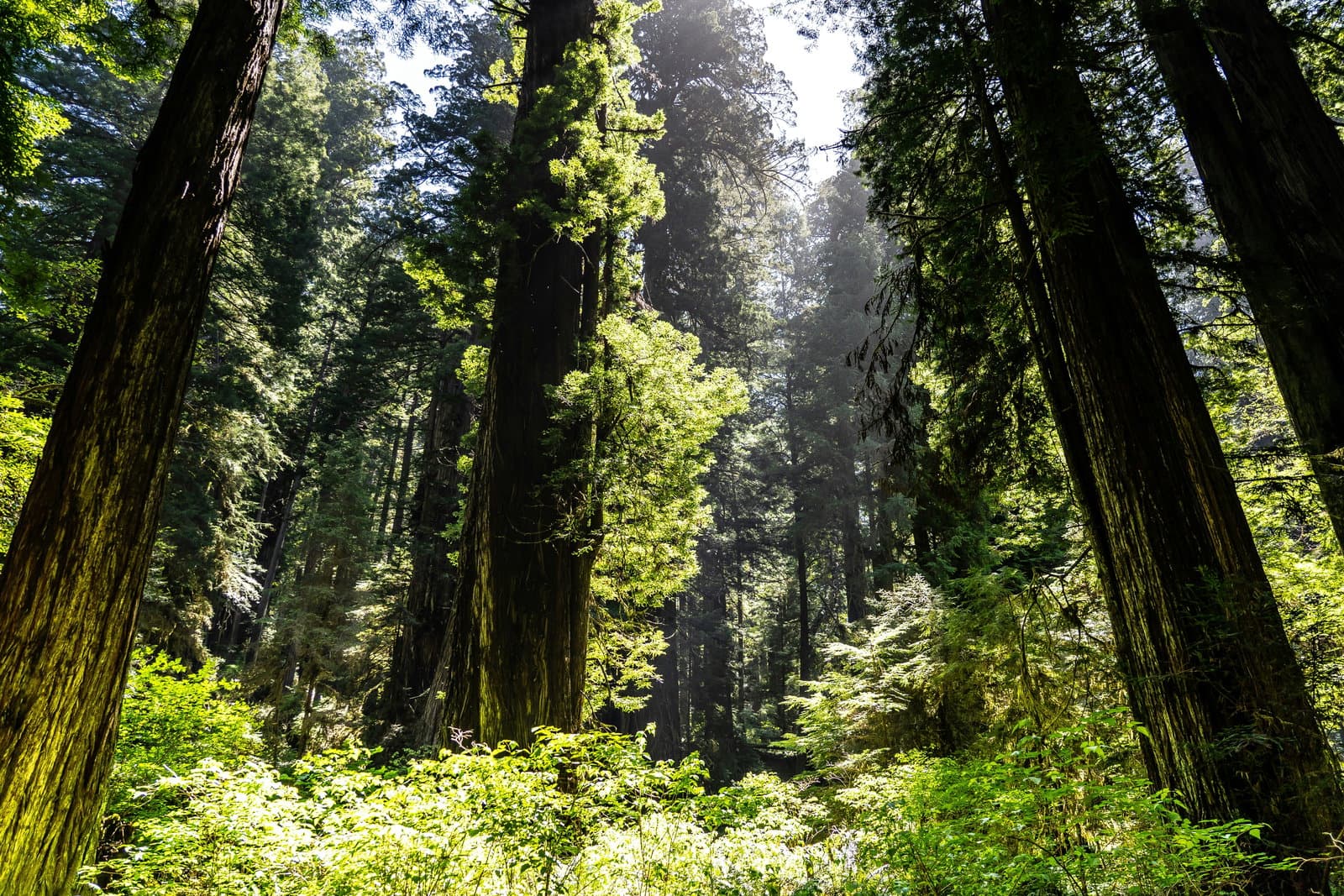 NATURE100™: The first-ever study on the best companies in Nature