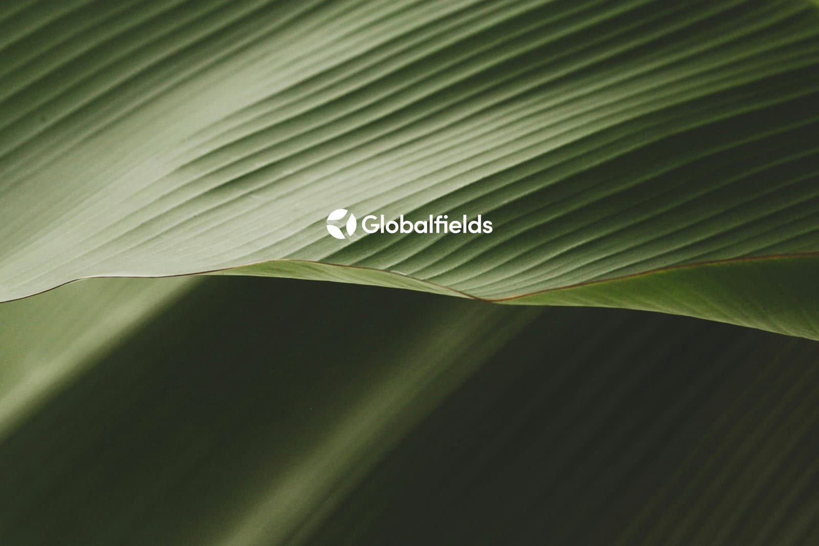 Globalfields: Educating the world in sustainable finance