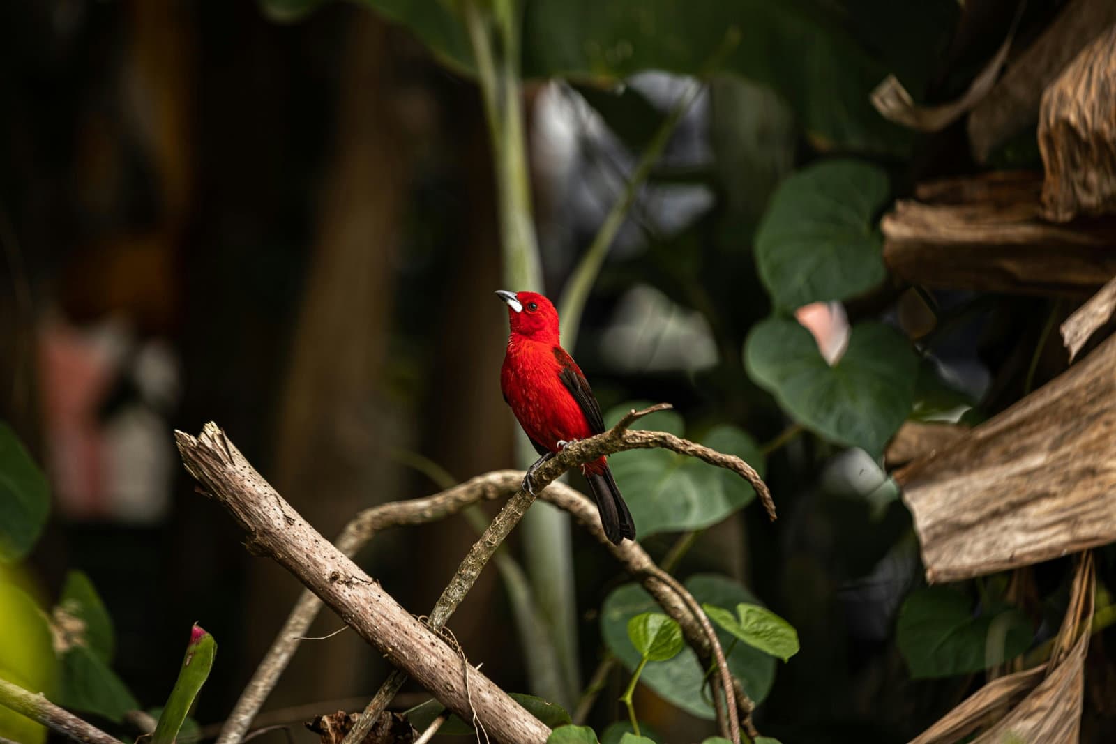 COP30: From promises to action - a turning point for climate leadership