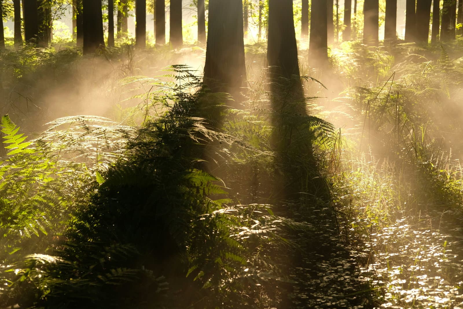 Why investments in nature projects do not deliver expected outcomes — and how “ground-truth” assessment with local communities helps