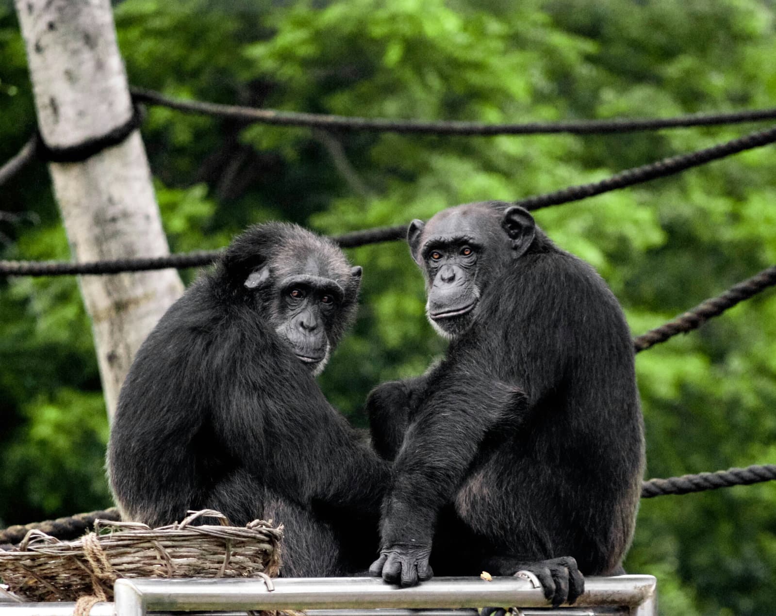 When chimps helped cool the planet