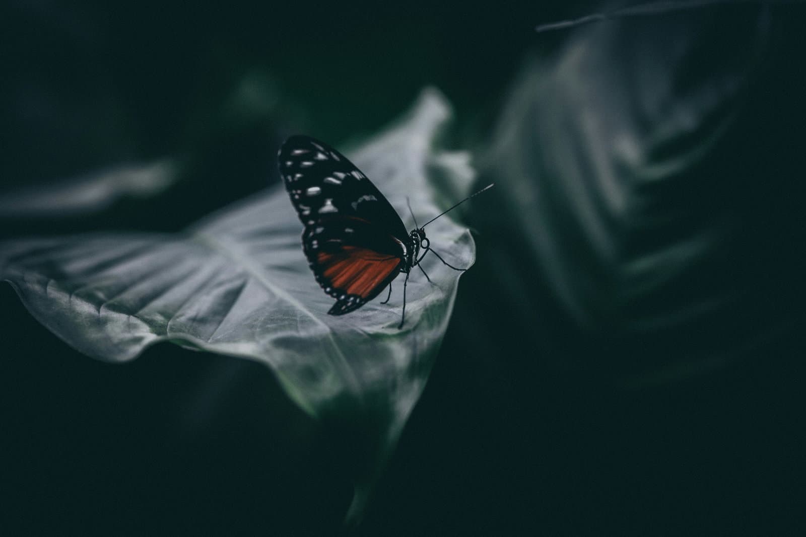‘We need to rethink how we approach biodiversity’: an interview with IPCC ecologist and ‘refugee scientist’